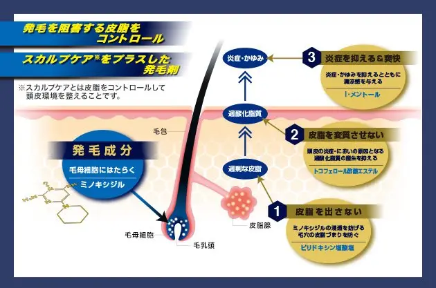 ミノキシジルは毛乳頭を刺激し細胞を増殖させ、さらに退行期を短縮させる